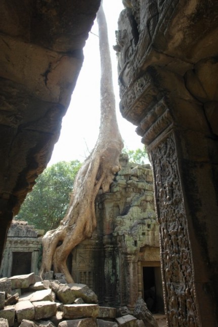 Pretty well rooted - Ta Prohm - Cambodia
