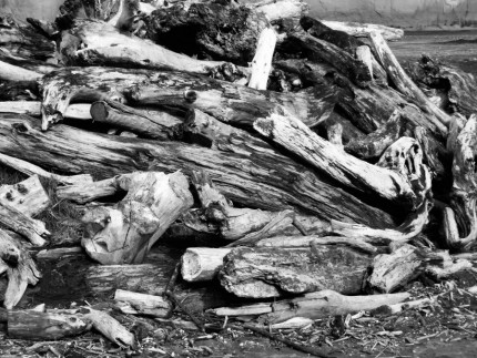 Dead wood - Rennie Photo