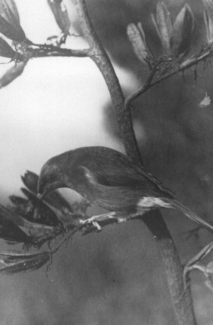 Bell Bird (1930's)
