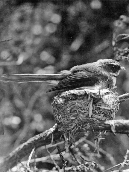 Fantail on Nest (1934)