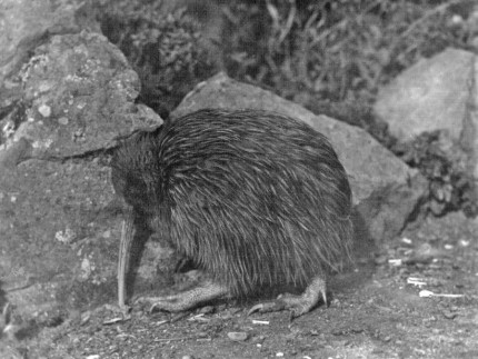 North Island Kiwi (1931)