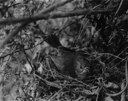 Robin on Nest (date unknown)