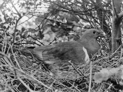 Wood Pigeon on nest (date unknown)